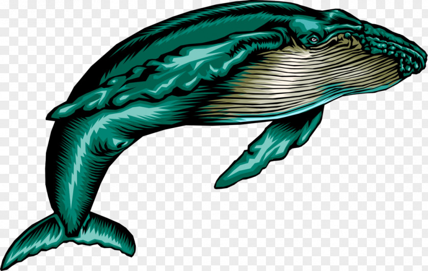 Dolphin Clip Art Humpback Whale Image PNG