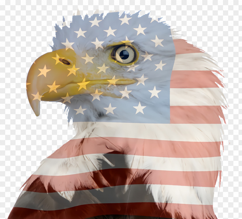 Falconiformes Tshirt Fourth Of July Background PNG