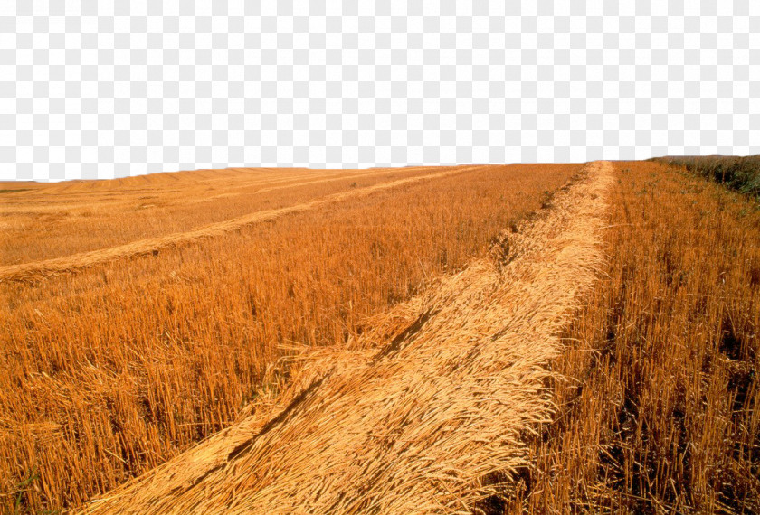 Golden Yellow Wheat Field Saskatoon Harvest Photography Wallpaper PNG