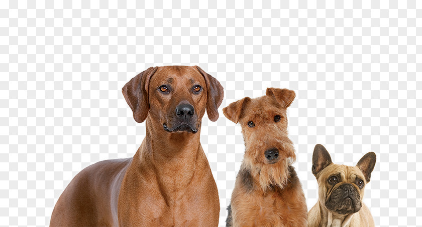 Group Of Dogs Dog Breed Rhodesian Ridgeback Food Companion Royal Canin PNG