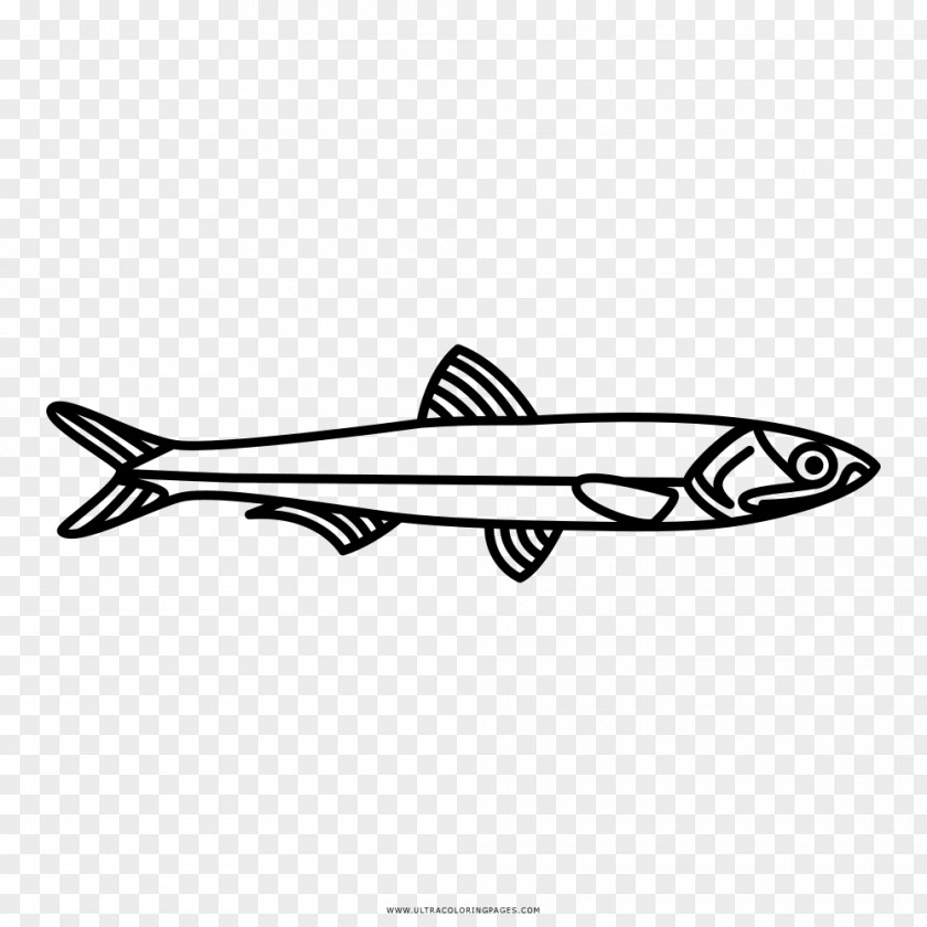 Anchovy European Fish Drawing Japanese PNG