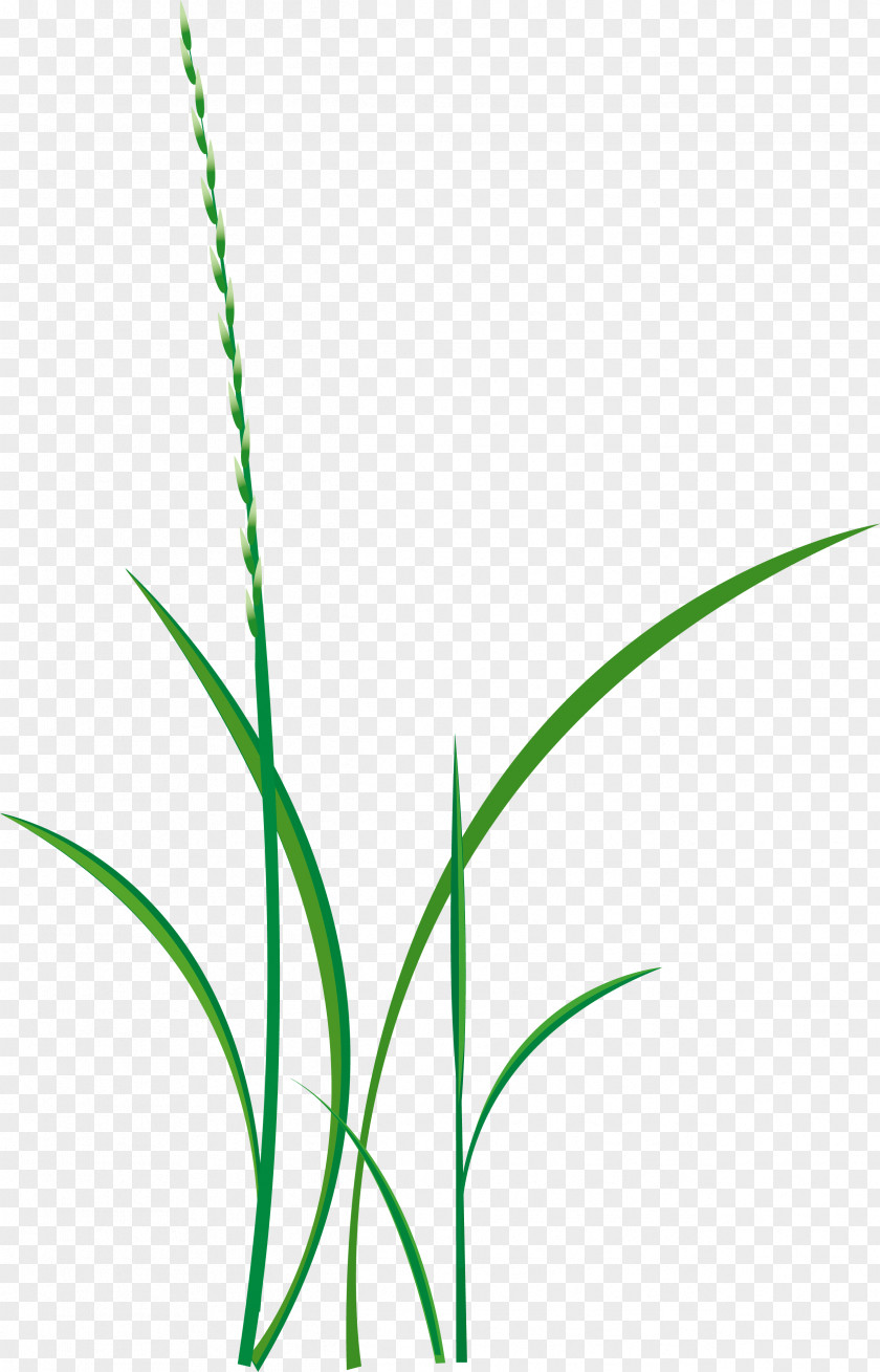 Cartoon Green Grass Drawing PNG