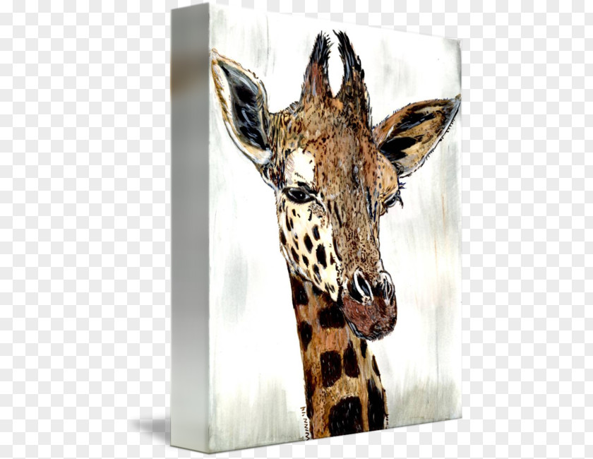 Giraffe Head Fauna Neck Wildlife Terrestrial Animal PNG