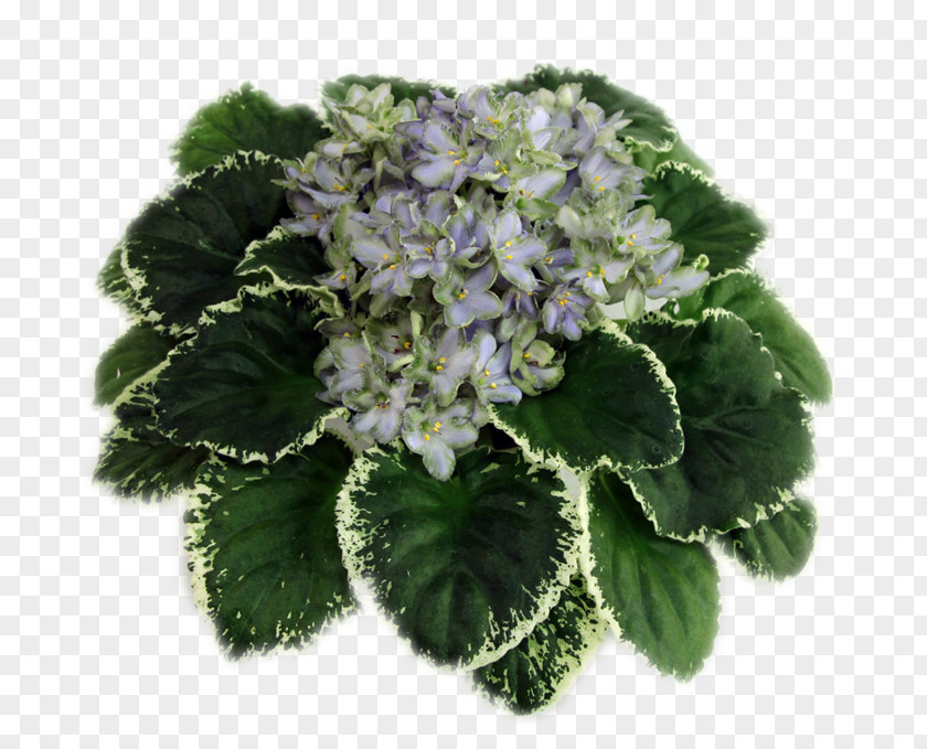 Violet Hydrangea Herb Advertising Painting PNG