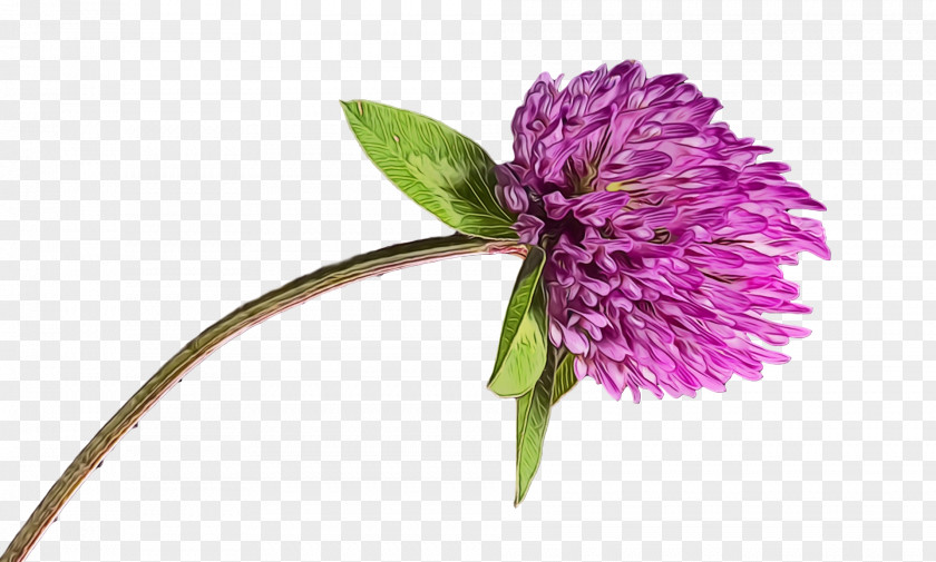 Cut Flowers Purple Chives Milk Thistle Flower PNG