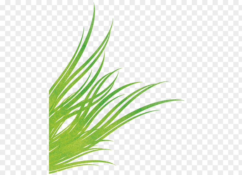 Powder Bursting Grasses Wheatgrass Sweet Grass Leaf PNG