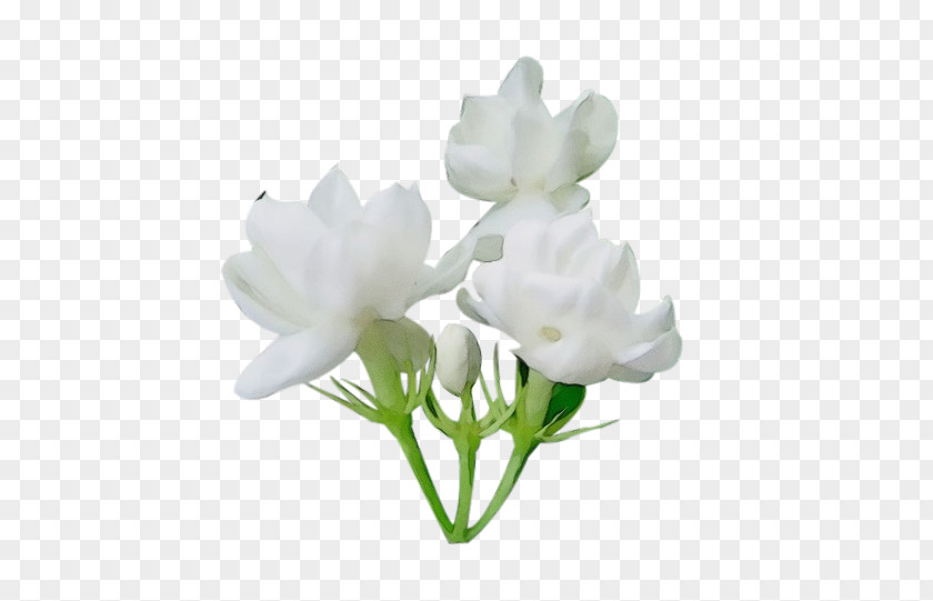 Flower Arabian Jasmine Image Clip Art PNG