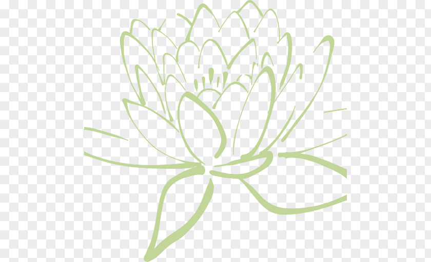 Lotus Family Plant Stem Drawing Of PNG