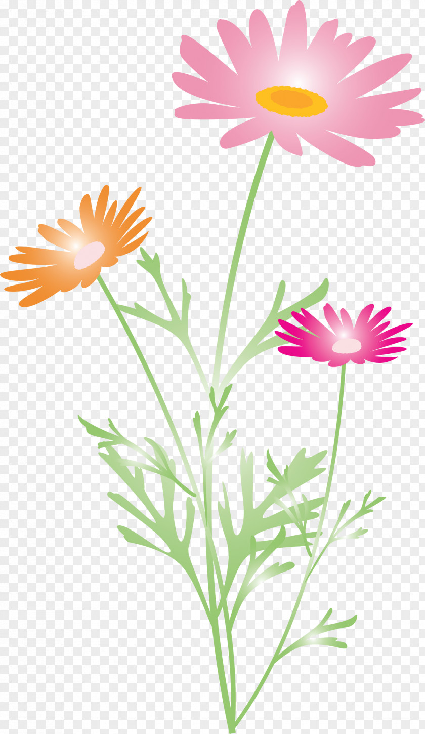 Marguerite Flower Spring PNG