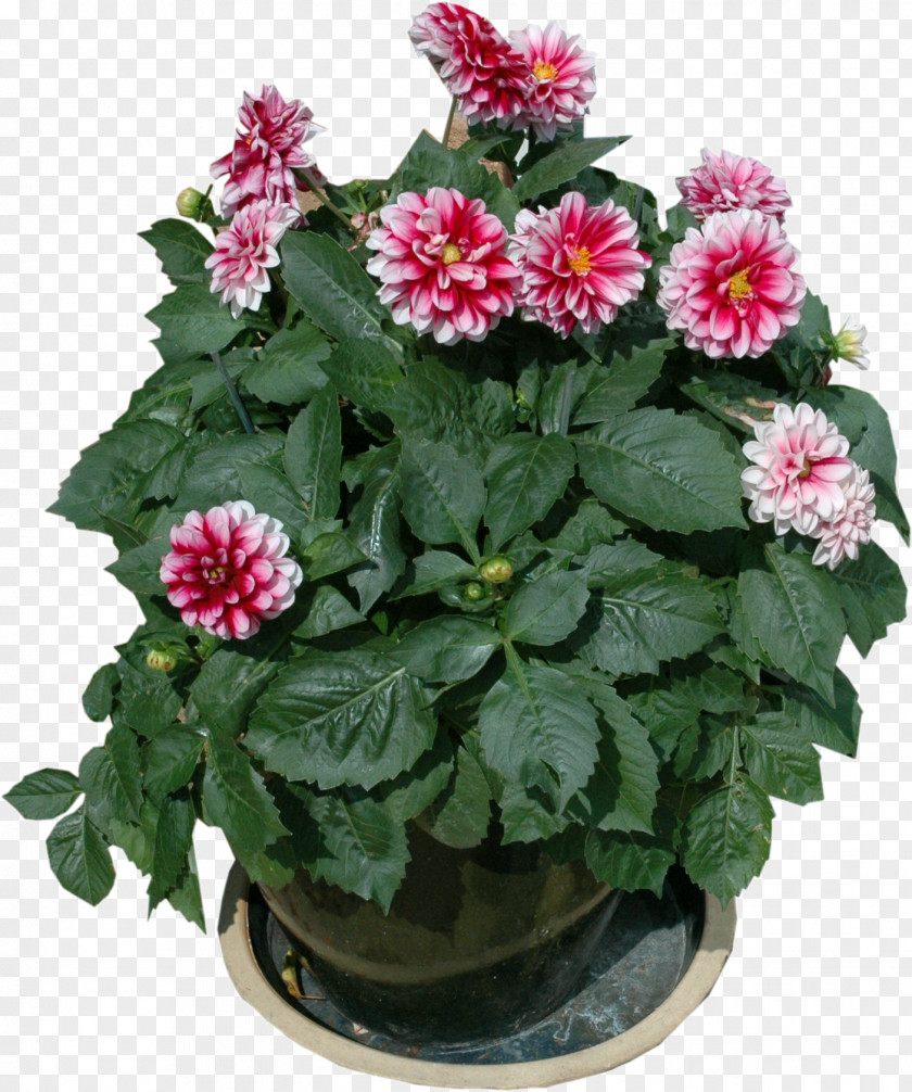 Pot Plant Flowerpot Garden Furniture Houseplant PNG