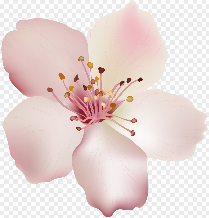 Sprin Cut Flowers Magnoliaceae Moth Orchids PNG