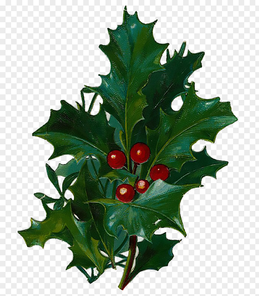 Victorian Aquifoliales Common Holly Christmas Day Leaf Greeting & Note Cards PNG