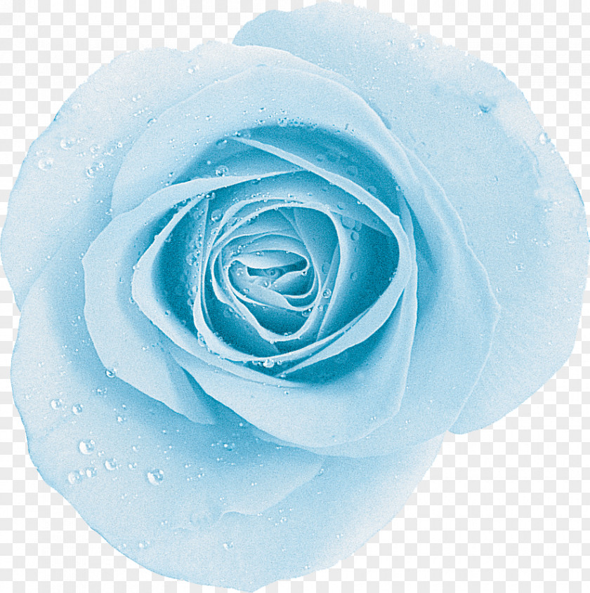 Flower Garden Roses Blue Rose Centifolia Aqua PNG