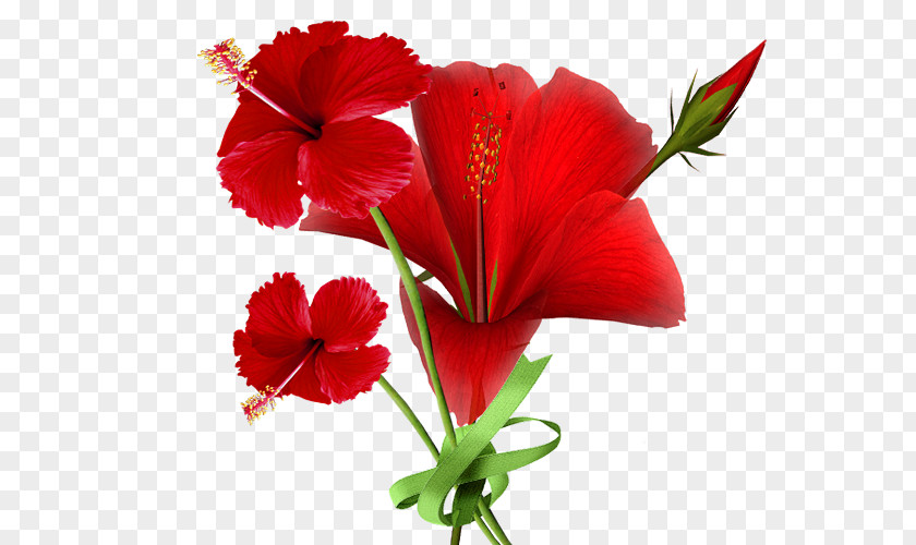 Flower Shoeblackplant Petal Mallows Roselle PNG