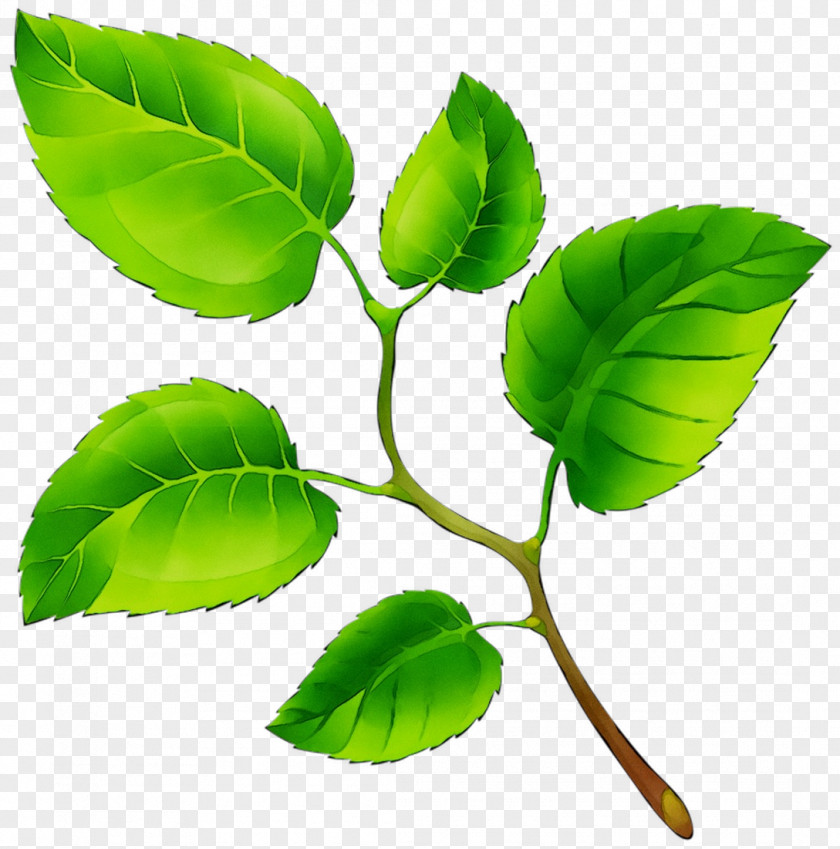 Leaf Plant Stem Branching Plants PNG