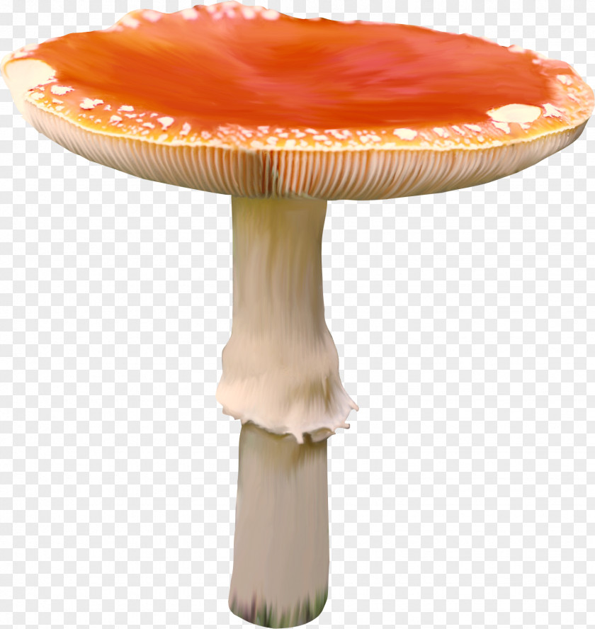 Mushroom Fungus Collage Clip Art PNG