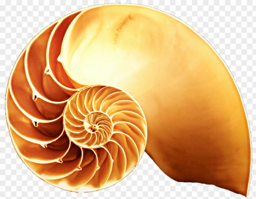 Shell Gastropod Snail Seashell Stock Photography Clip Art PNG