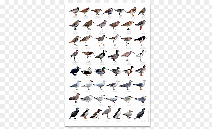 Bird British Garden Birds Finch Sibley's Backyard Birds: Eastern North America Seabird PNG