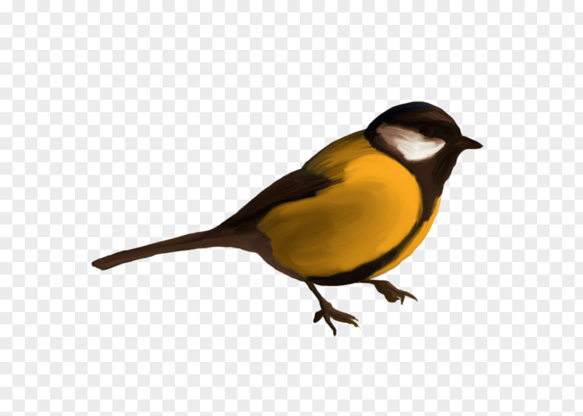 Bird Finches PNG