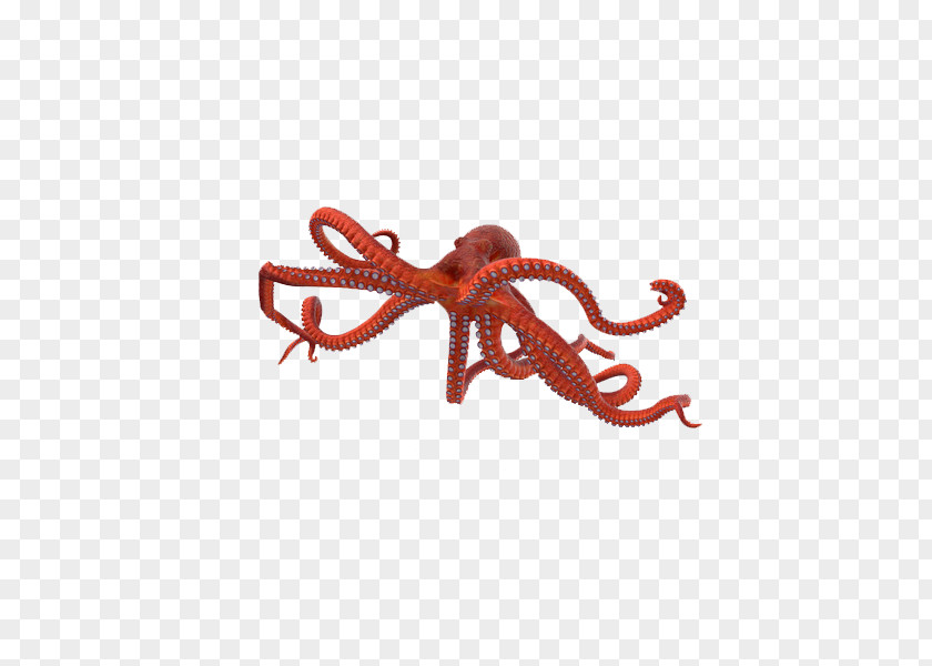 Octopus Image Graphic Design 3D Computer Graphics PNG