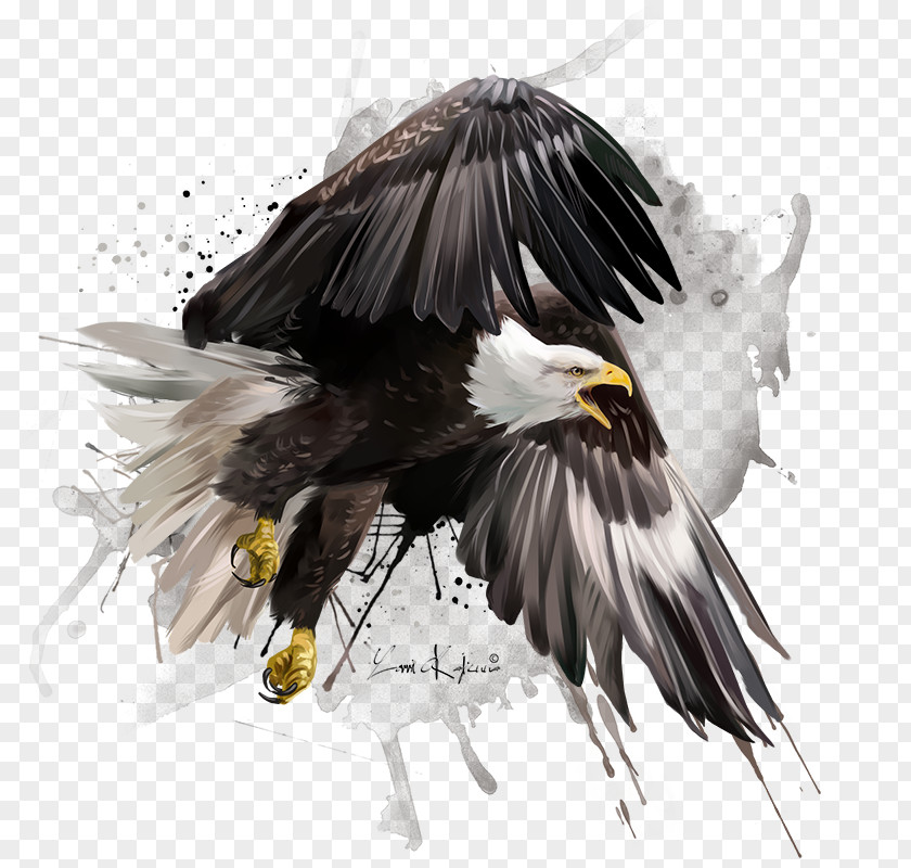 Painting Bald Eagle Drawing Photography Illustration Watercolor PNG