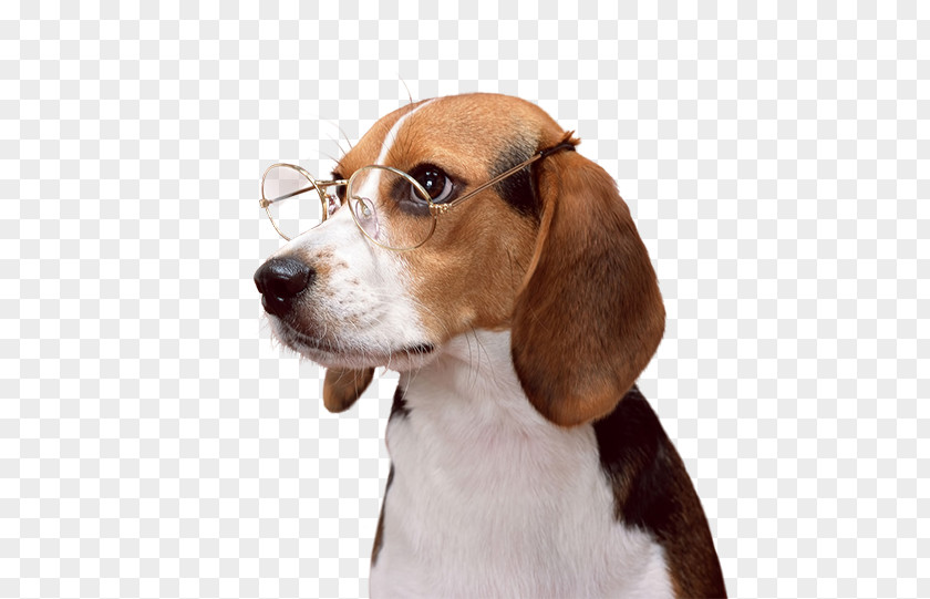 Puppy Beagle Dachshund English Foxhound Dog Breed PNG