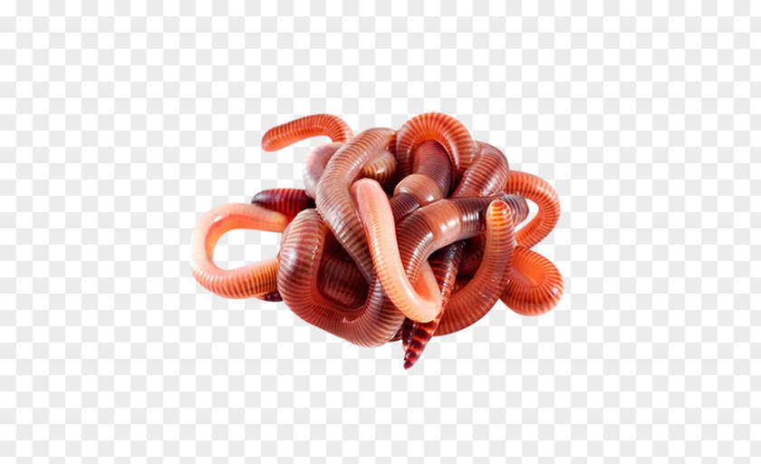 Worms Worm SNAKE'M PNG