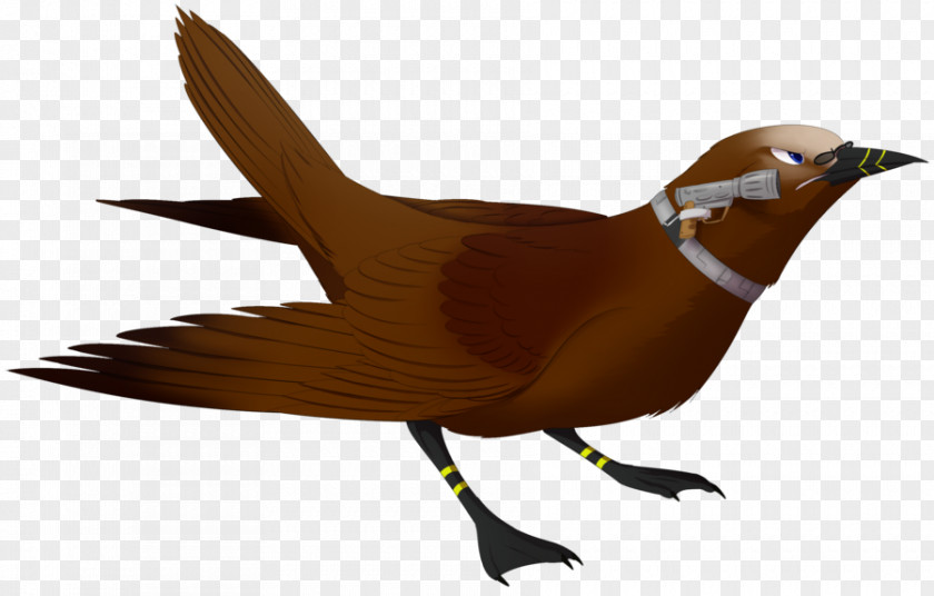 Bird Beak Galliformes Fauna Wing PNG