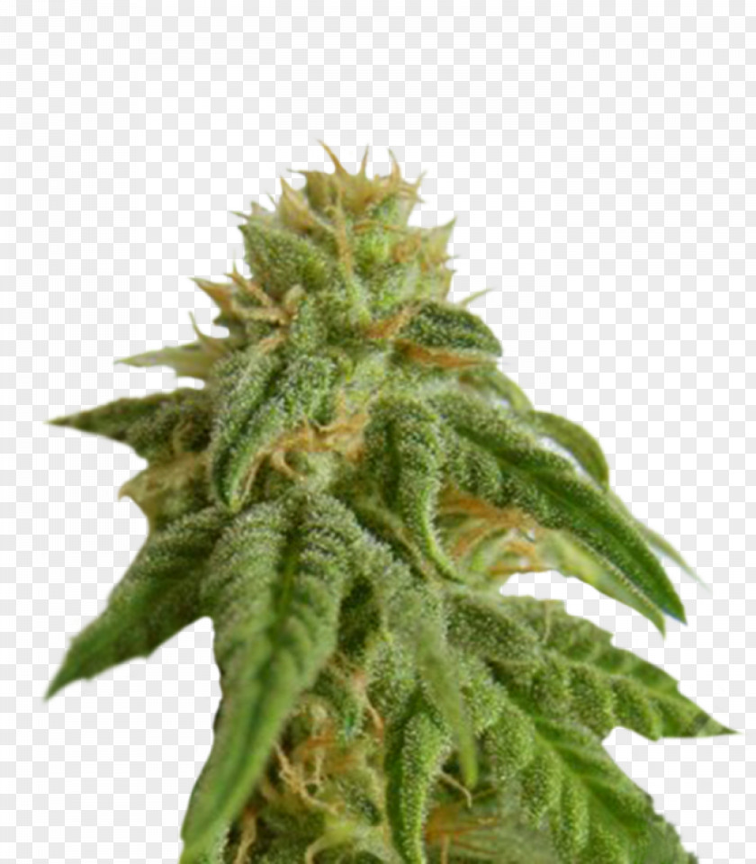 Cannabis Seed Bank Autoflowering Company PNG