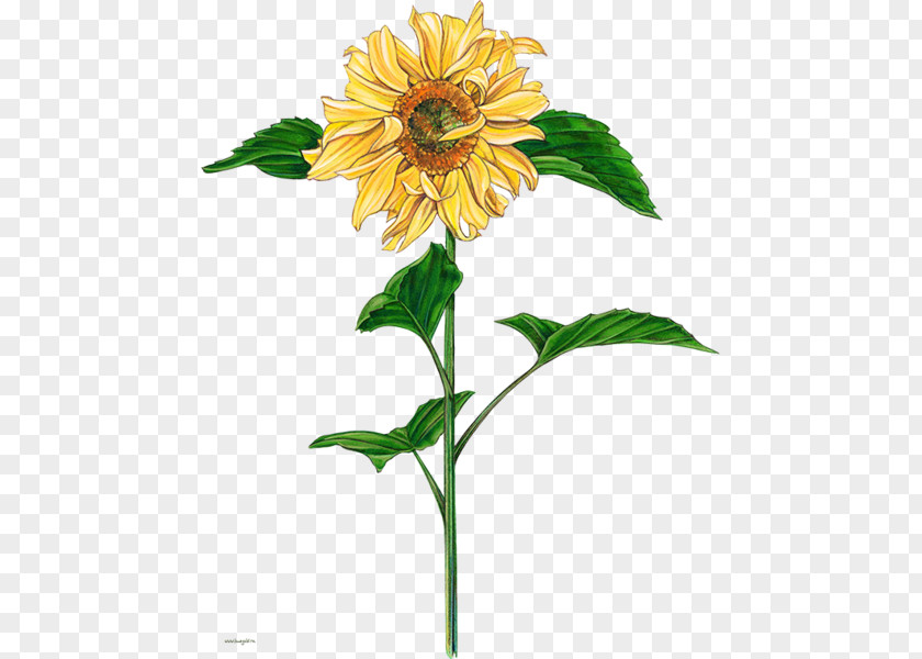 Common Sunflower Watercolor Painting PNG