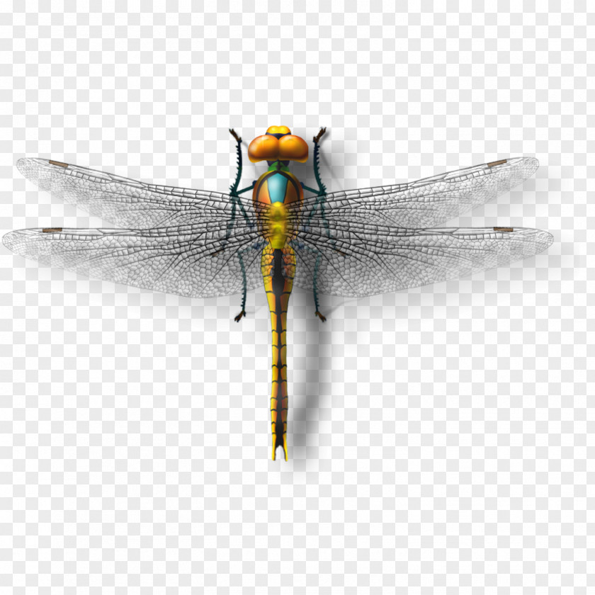 Dragonfly Model Insect Download PNG