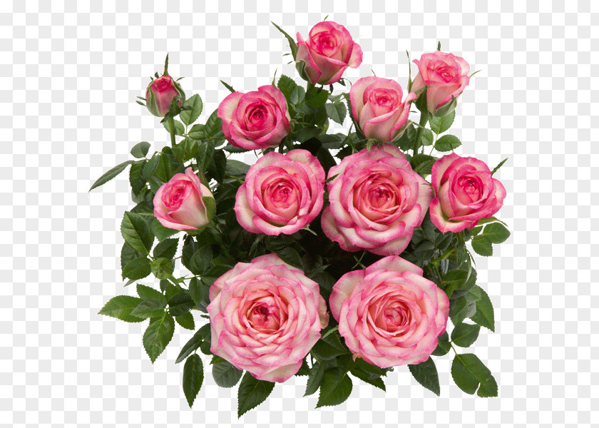 Rose Rosa Danica A/S Garden Roses Flower Pink PNG