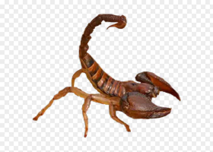 Scorpion Insects Animal Clip Art Transparency Desktop Wallpaper PNG