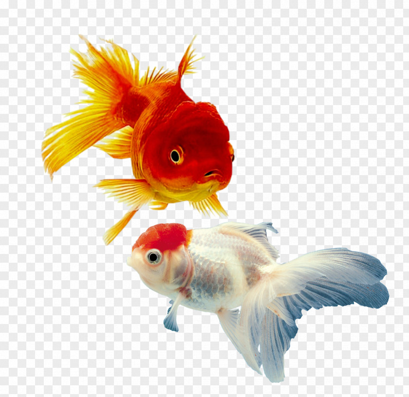 Shark Common Goldfish Aquarium Siamese Fighting Fish PNG