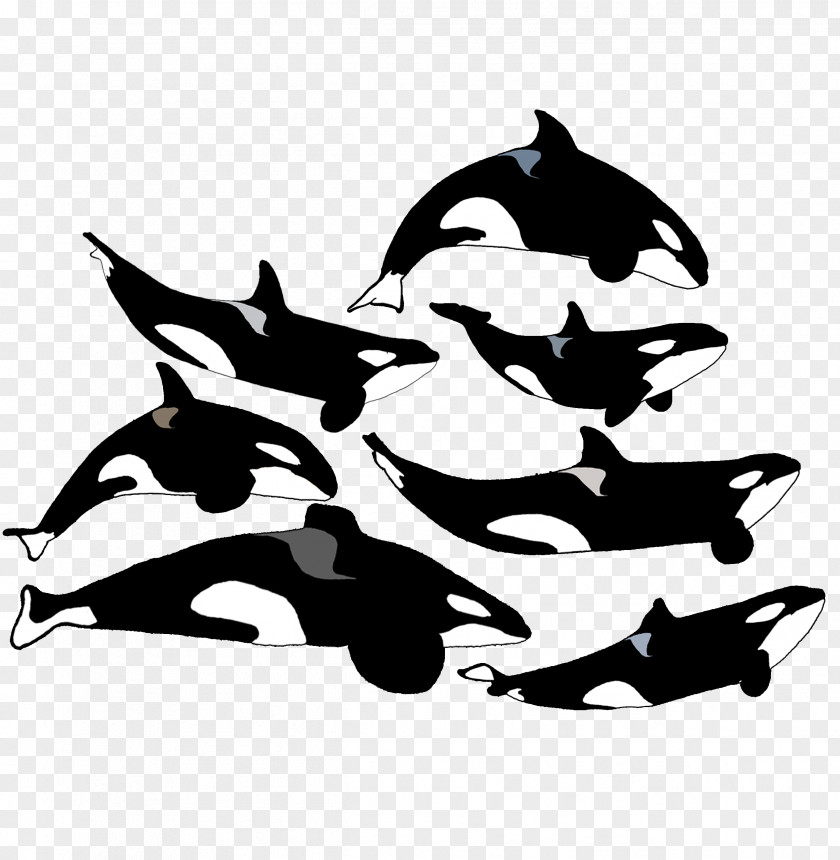 Tilikum Killer Whale Dolphin SeaWorld Orlando Katina PNG