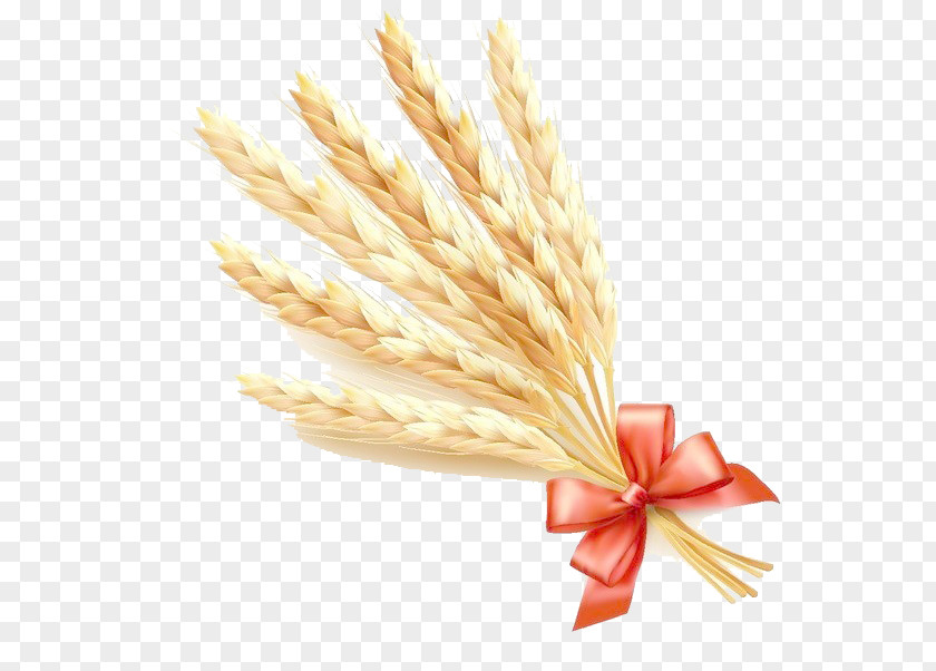 Wheat Cartoon Vector Common Ear Cereal PNG