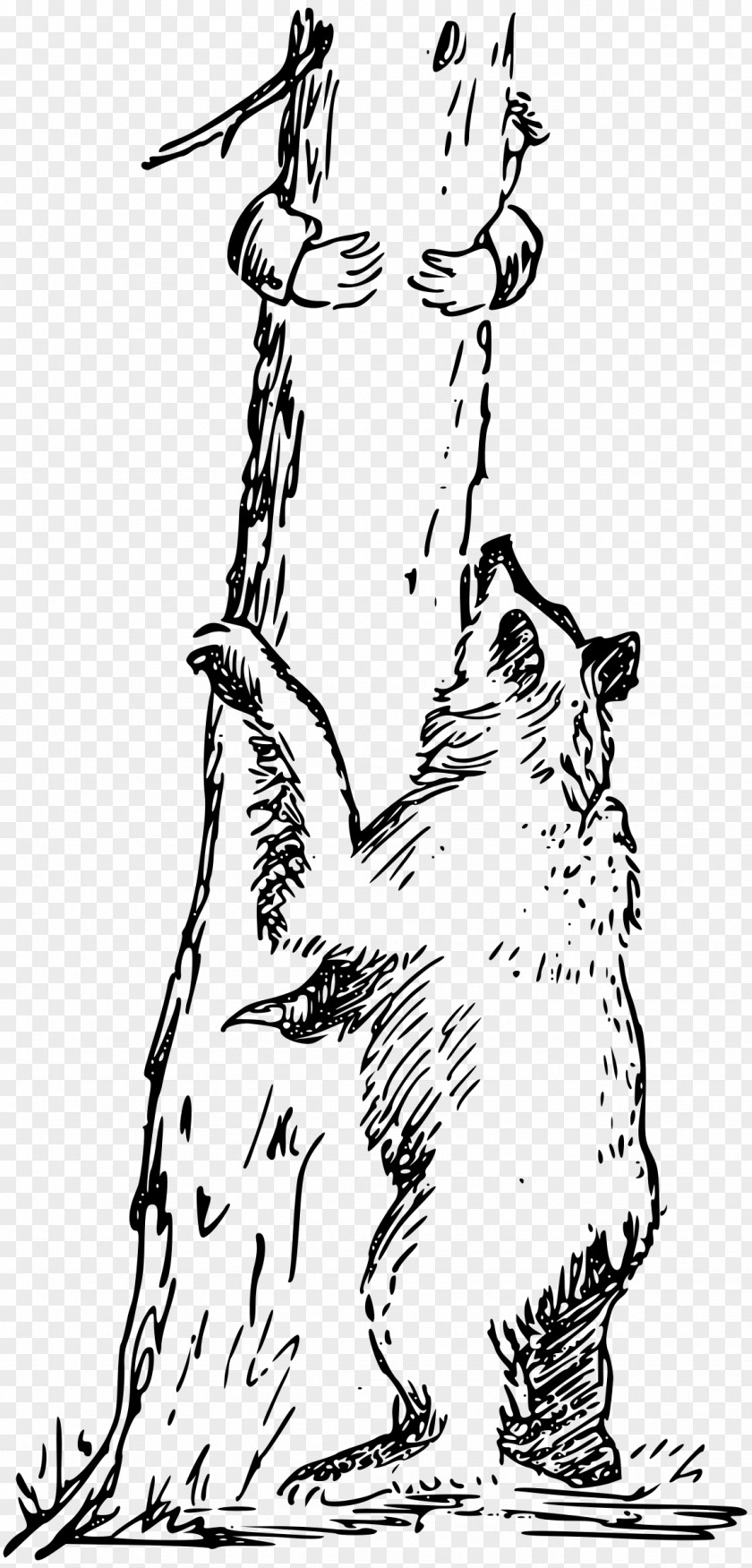 Bear Line Art Clip PNG