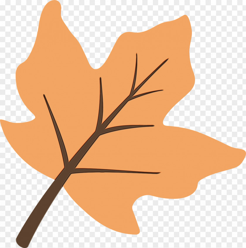 Black Maple Plane Oak Tree Leaf PNG