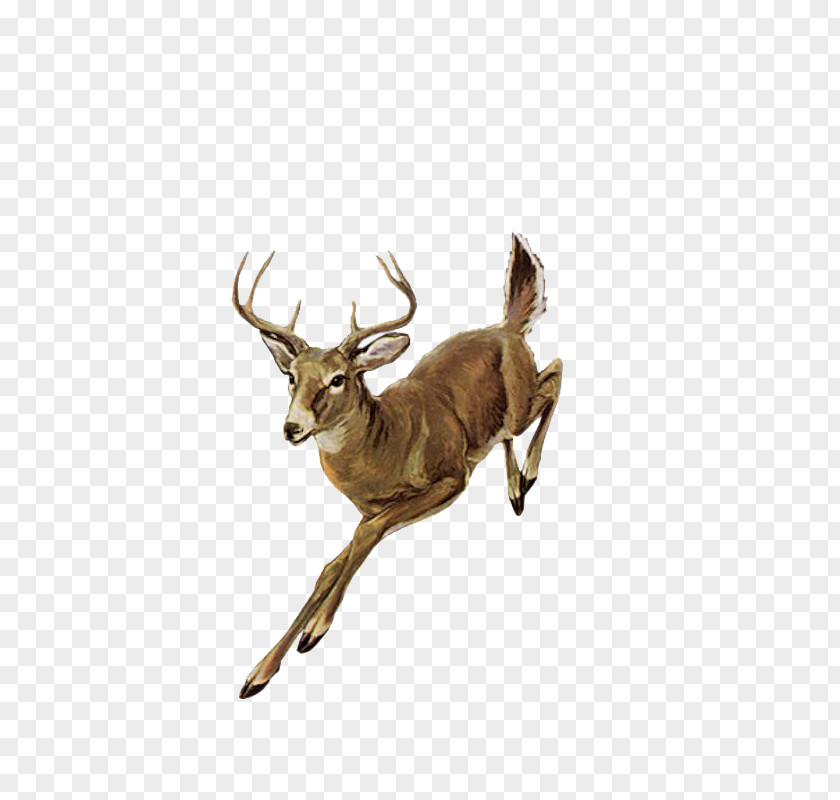 Deer Red PNG