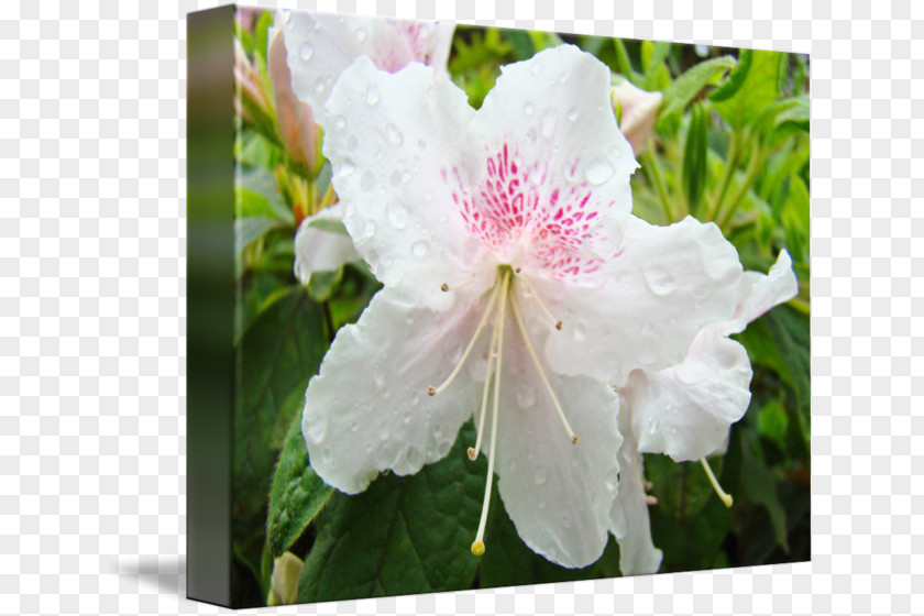 Flower Azalea Rhododendron Floral Design Landscape PNG