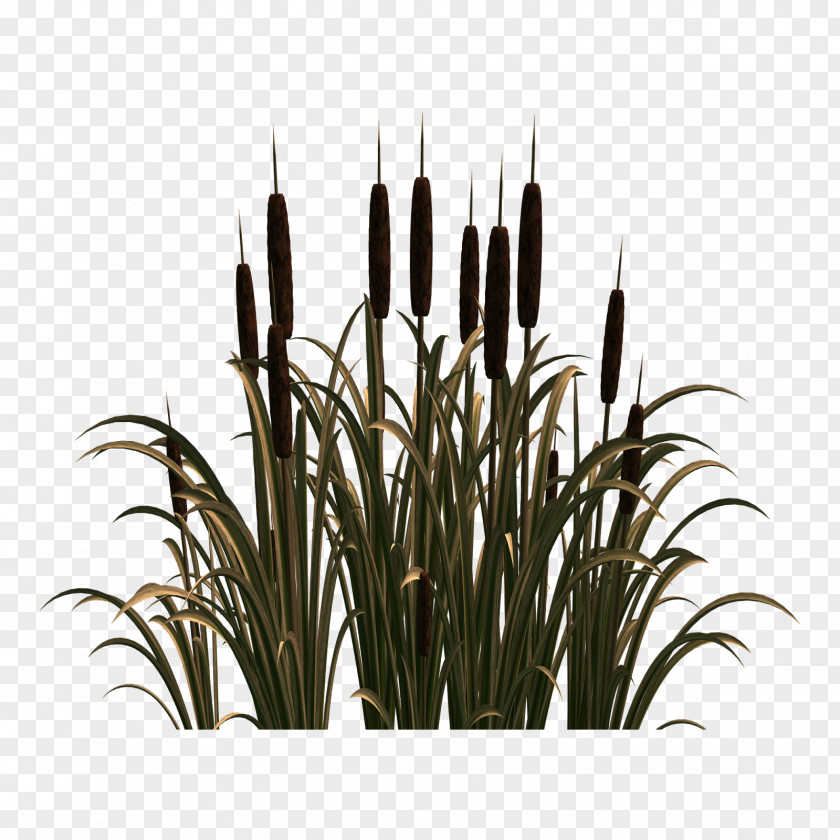 Flower Scirpus Common Reed Clip Art PNG