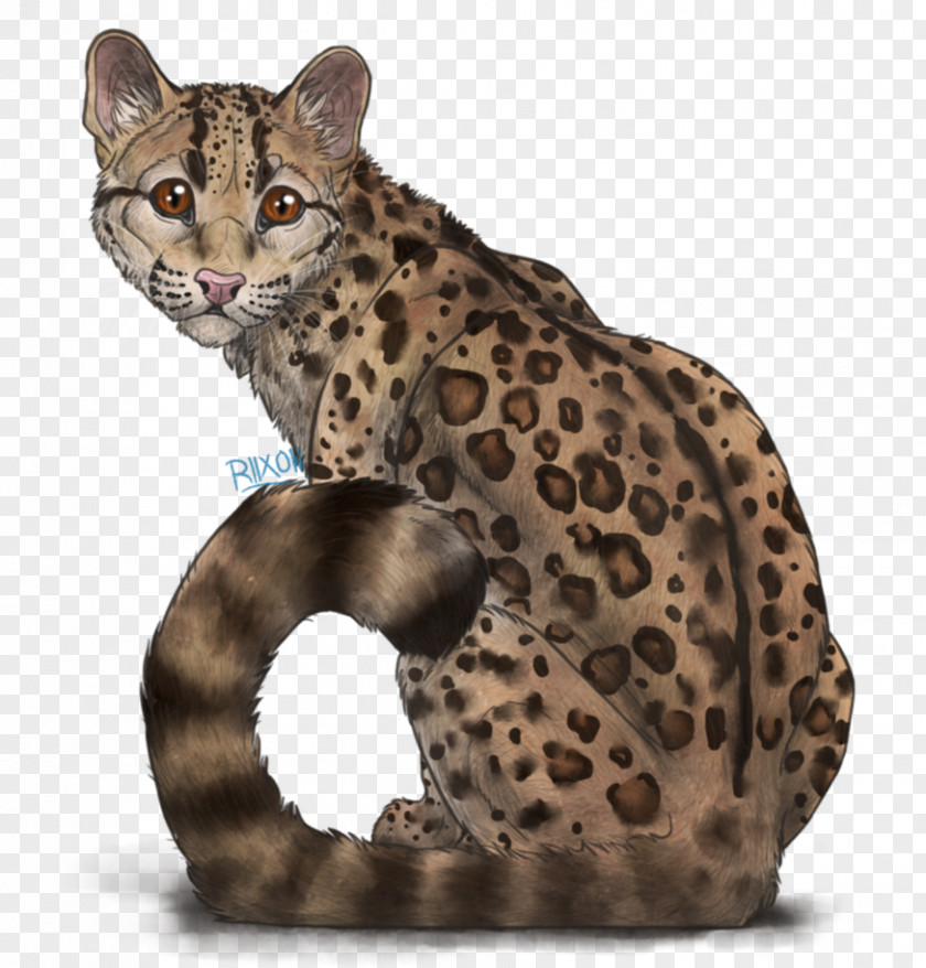 Leopard California Spangled Ocicat Whiskers Wildcat PNG