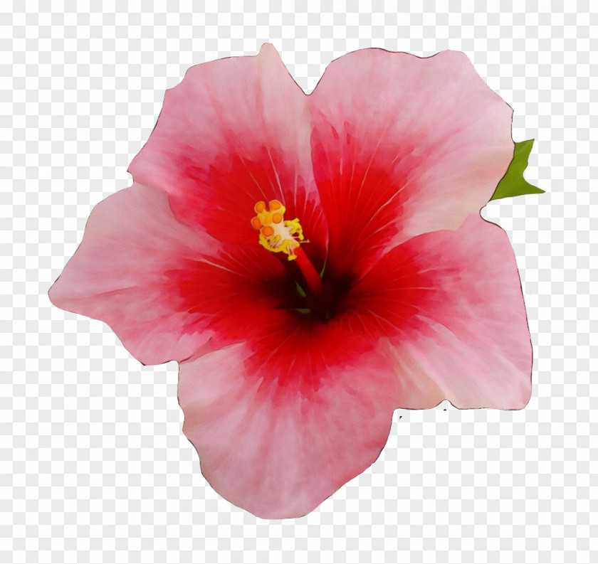 Swamp Rose Mallow Family Drawing Of PNG