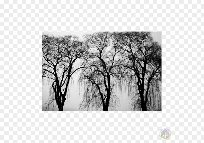 Tree Black And White PNG