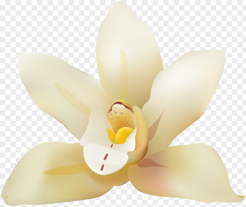 Vanila Flower Clip Art Image Moth Orchids Lighting Petal PNG