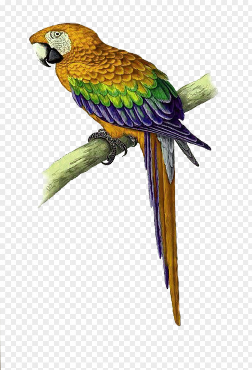 Yellow Simple Parrot Decorative Pattern Bird Cross-stitch Macaw PNG