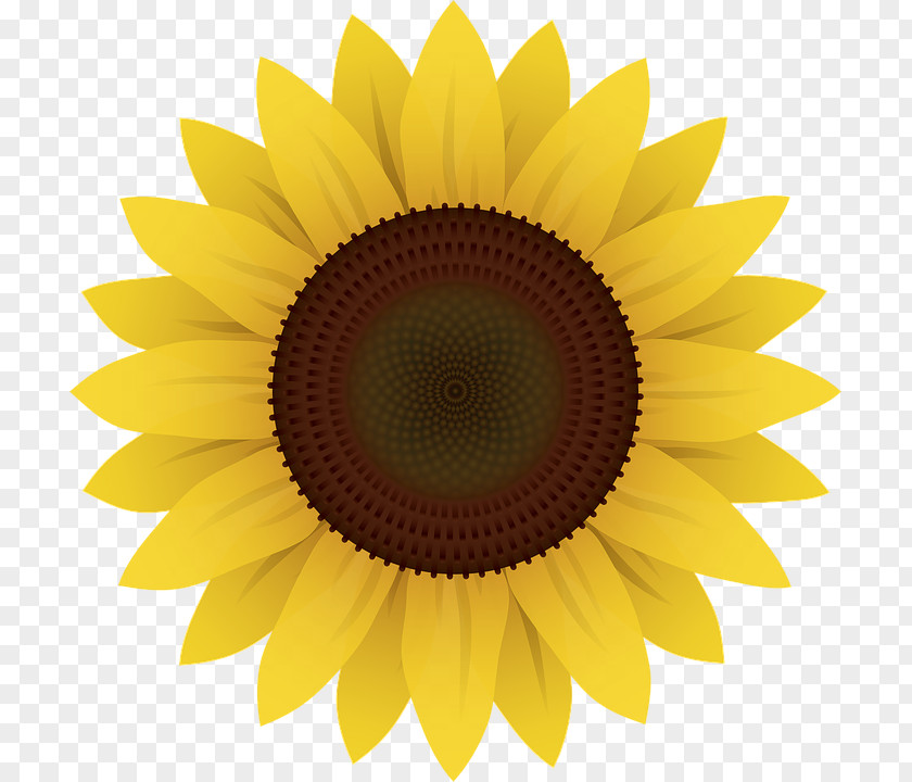 Common Sunflower Clip Art PNG