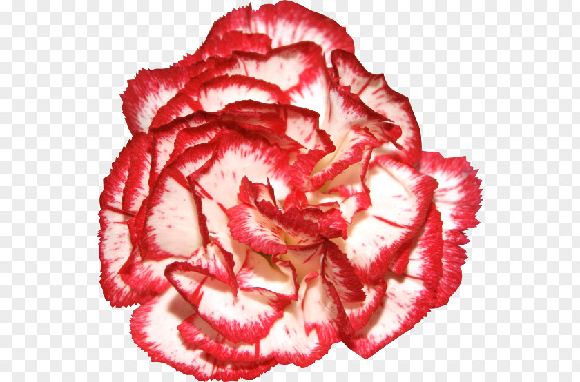 Flower Garden Roses Carnation Clip Art PNG