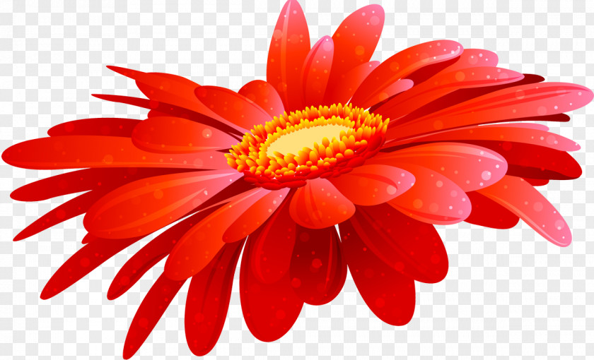 Flower Transvaal Daisy Clip Art PNG