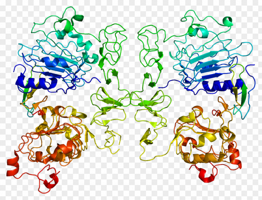 TGF Alpha Transforming Growth Factor Epidermal Human Protein PNG